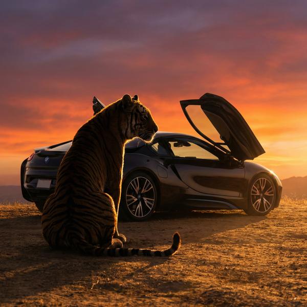 Tiger and BMW i8 at sunset, capturing the essence of luxury and nature